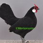 Bantam schwarz Arnold Speckbrock V97 BM Kopie